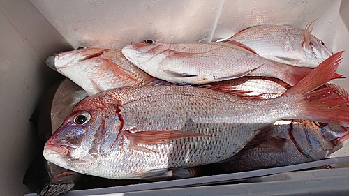 ハナダイの釣果