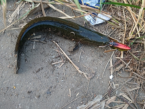 ライギョの釣果