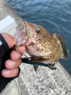 オオモンハタの釣果