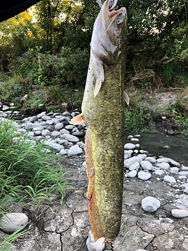 ナマズの釣果