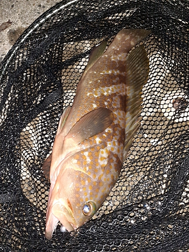 アコウの釣果