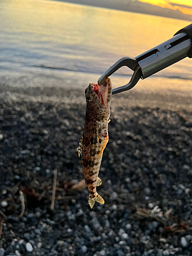 エソの釣果