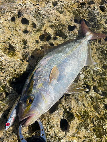 ショゴの釣果