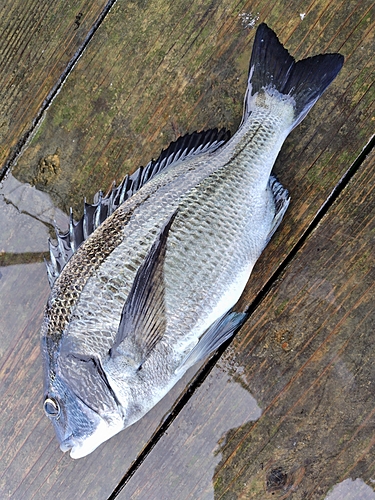 チヌの釣果