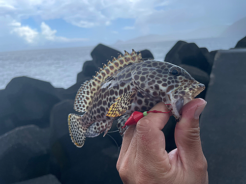 カンモンハタの釣果