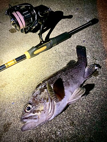 クロソイの釣果