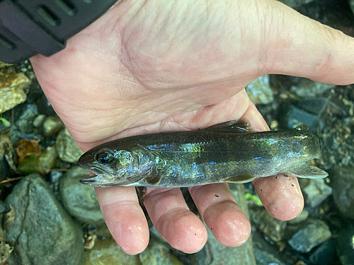 イワナの釣果