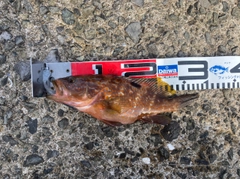 キジハタの釣果