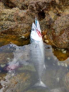 ハガツオの釣果