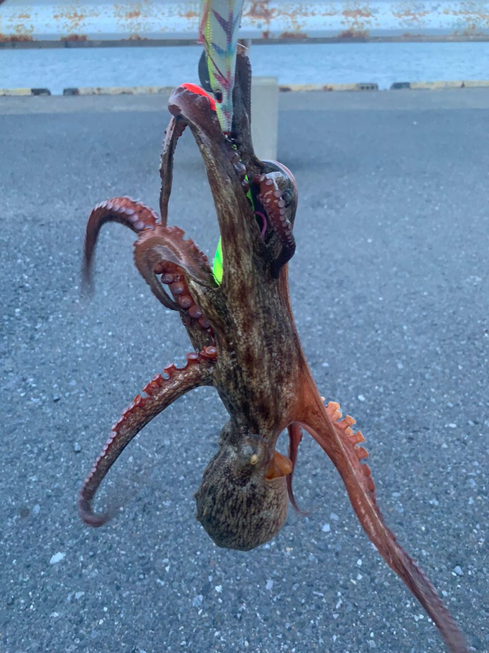 タコ