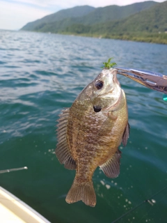 ブルーギルの釣果