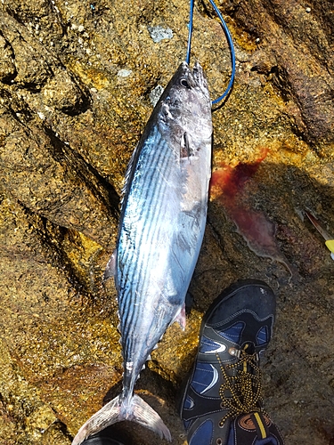 ハガツオの釣果