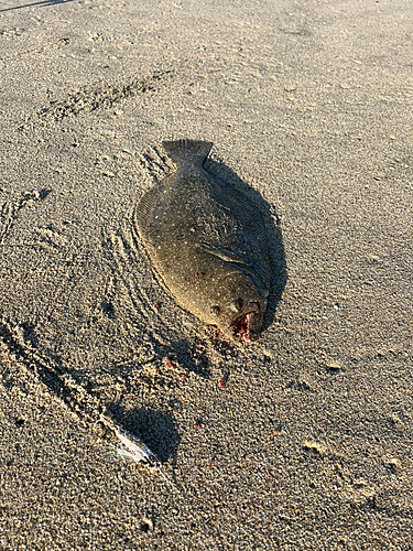 ヒラメの釣果