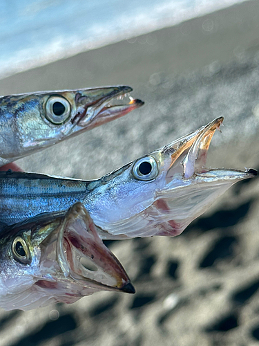 カマスの釣果