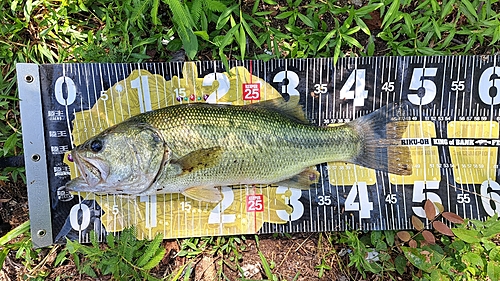 ブラックバスの釣果