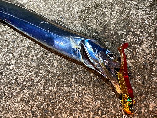 タチウオの釣果