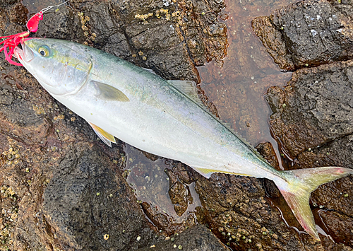 イナダの釣果