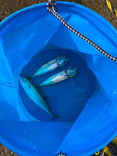 サバの釣果