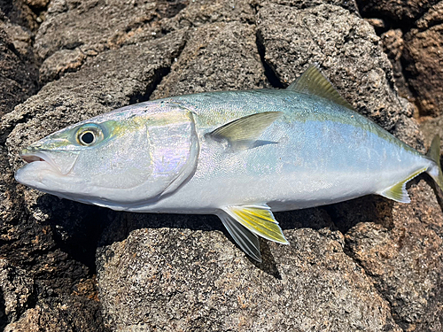 イナダの釣果