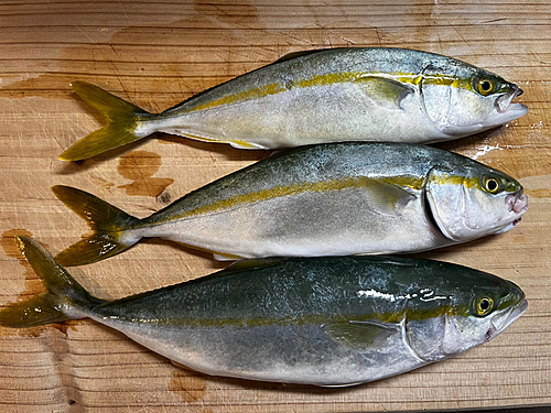 ワカシの釣果