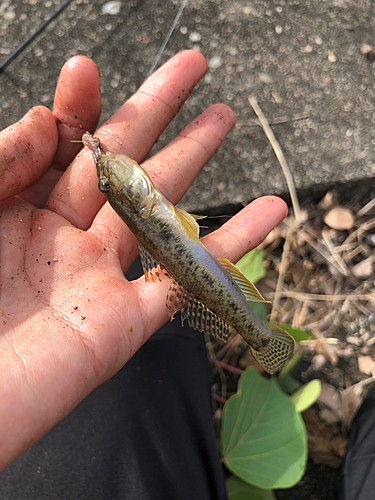 マハゼの釣果