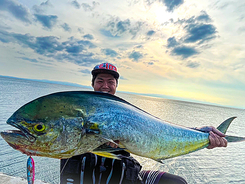 シイラの釣果