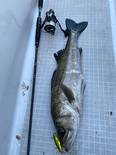 シーバスの釣果