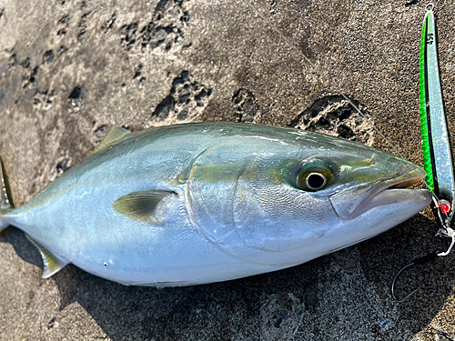 イナダの釣果