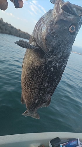 クロソイの釣果