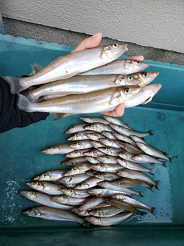 キスの釣果