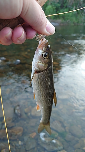 ウグイの釣果