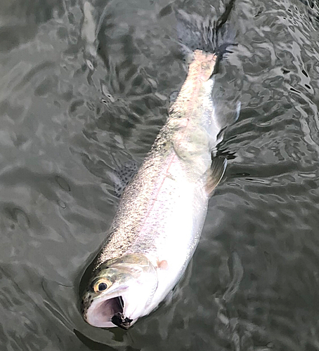 ニジマスの釣果