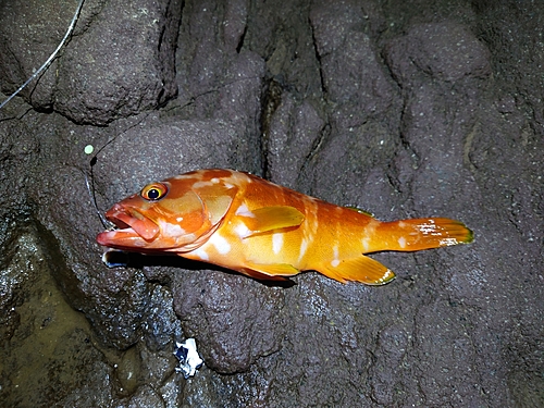 アカハタの釣果