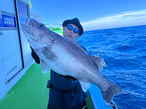 アラの釣果