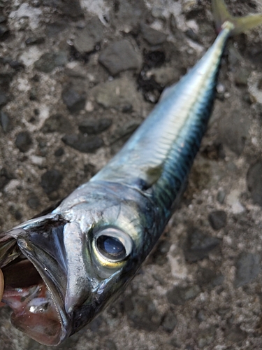 ワカシの釣果