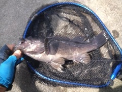 クロソイの釣果