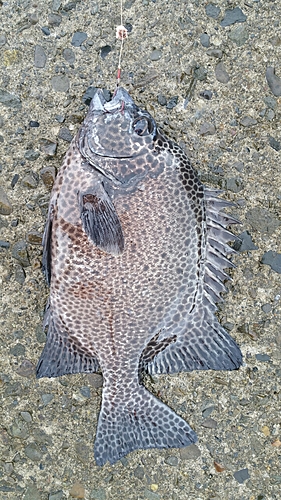 イシガキダイの釣果