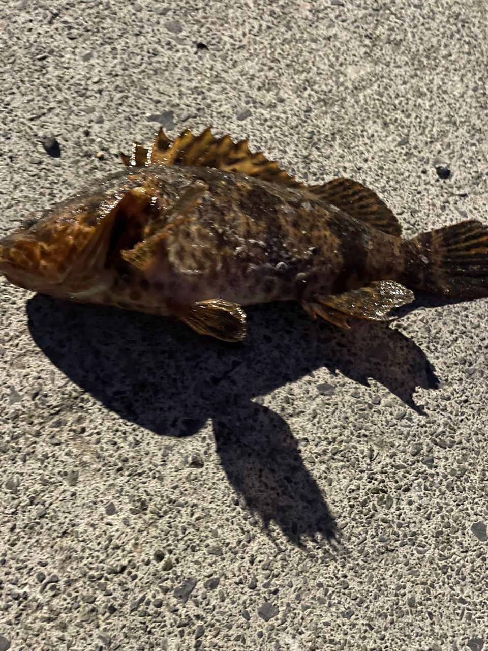 タケノコメバル