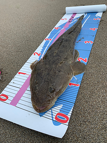 マゴチの釣果