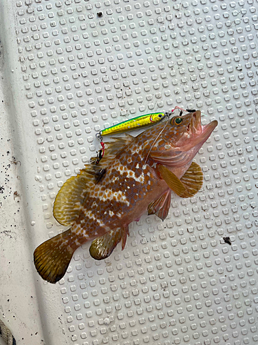 アコウの釣果