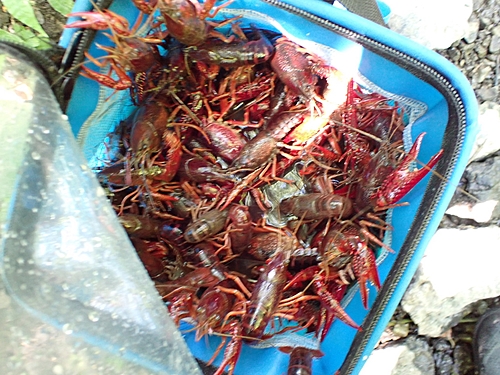 アメリカザリガニの釣果