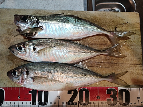 アジの釣果