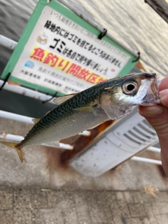 サバの釣果