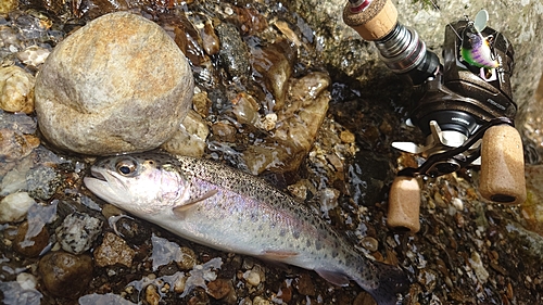 ニジマスの釣果