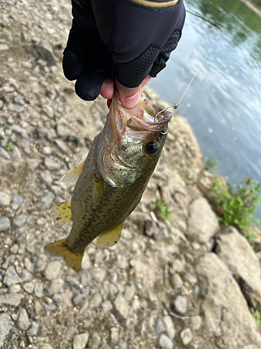 ラージマウスバスの釣果