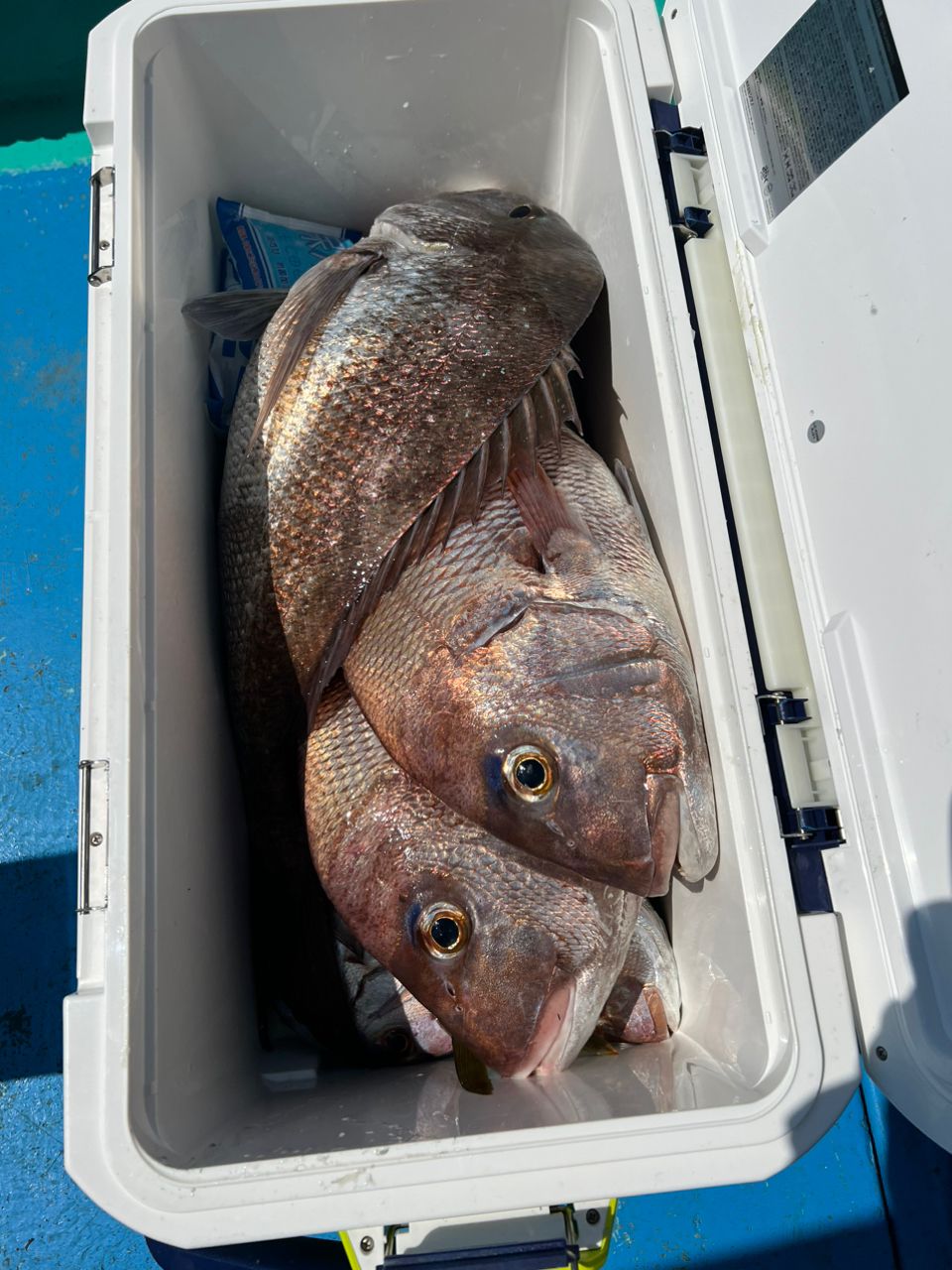 しょあマンさんの釣果 3枚目の画像