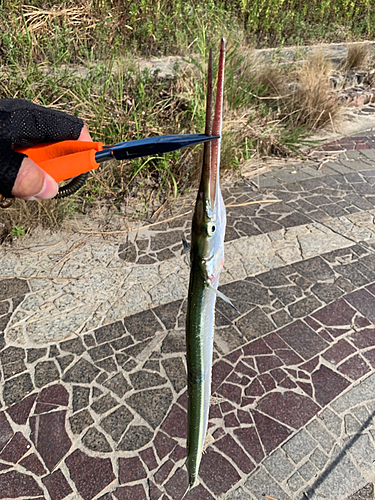 ダツの釣果