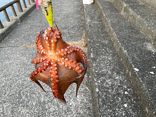 タコの釣果