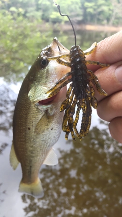 ブラックバスの釣果