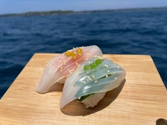 マルイカの釣果